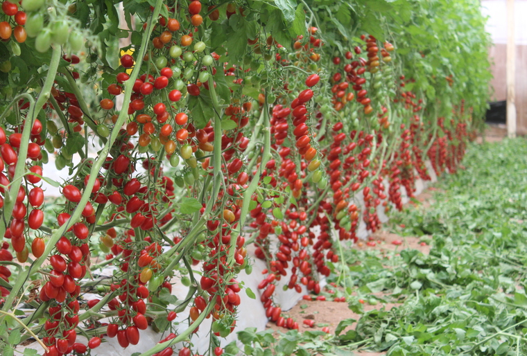 Tobralina aporta sabor y dinamismo al mercado de tomate mexicano