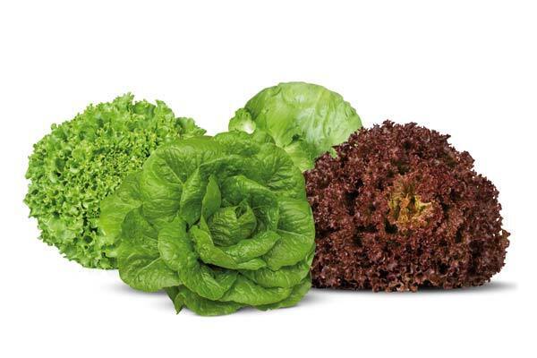 Lechuga